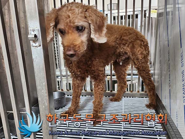 한국동물구조관리협회_411310202400551